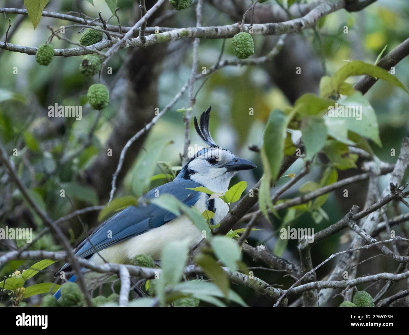 Magpie-jay (Calocitta formosa), riserva naturale di Cabo Blanco, Costa Rica Foto Stock