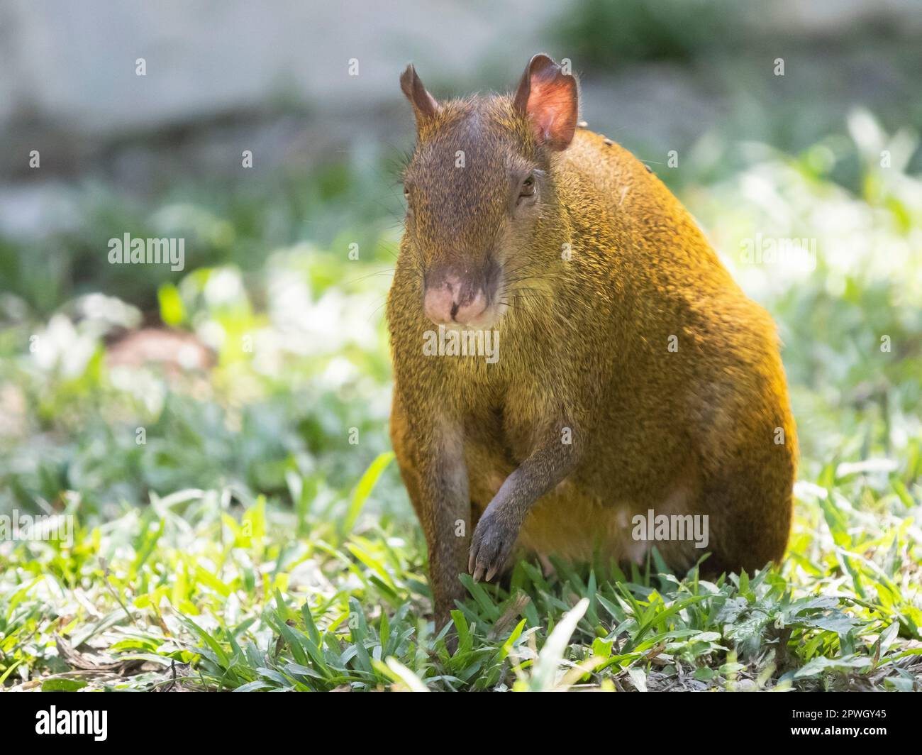 Agouti dell'America Centrale (Dasyprocta punctata), riserva naturale di Cabo Blanco, Costa Rica Foto Stock