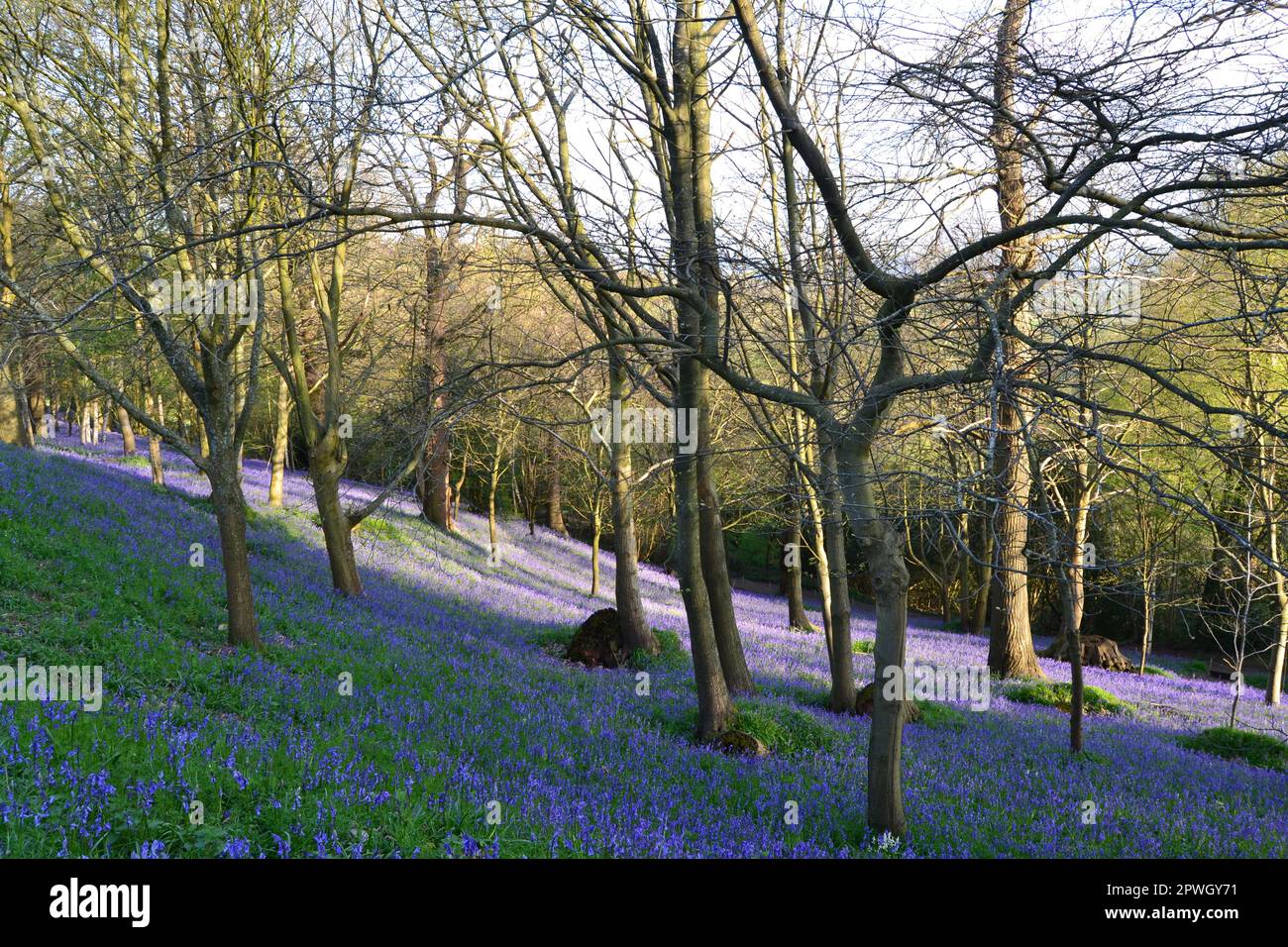 Bluebells nella primavera del 2023 a Emmettt Garden, Swords Wood, IDE Hill, Kent, Regno Unito nel tardo pomeriggio ha appiciato il sole. Versante sud sopra il Weald del Kent Foto Stock