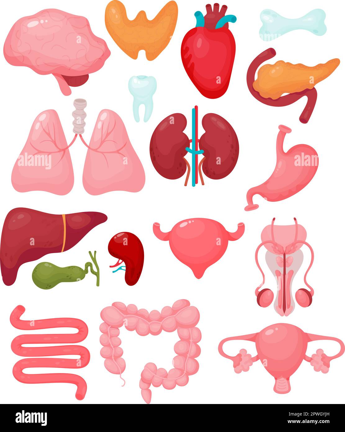 Organi di cartone animato umano. Cervello, tiroide, cuore, organo riproduttivo maschile, utero, pancreas, reni, denti, ossa, polmoni, fegato, cistifellea, milza, vescica Illustrazione Vettoriale
