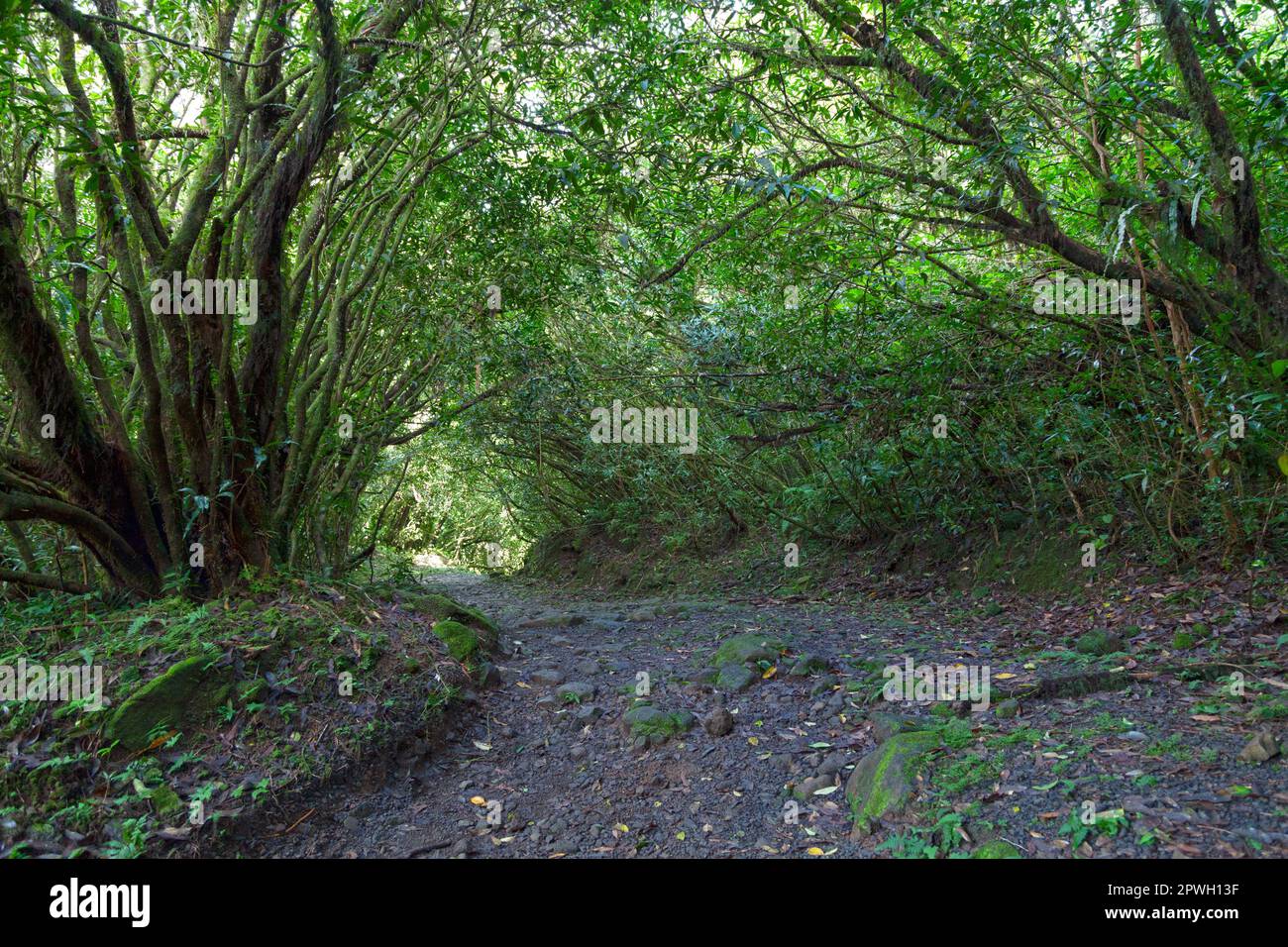 Sentiero nei boschi che circondano il Grand Étang a Reunion Island. Foto Stock