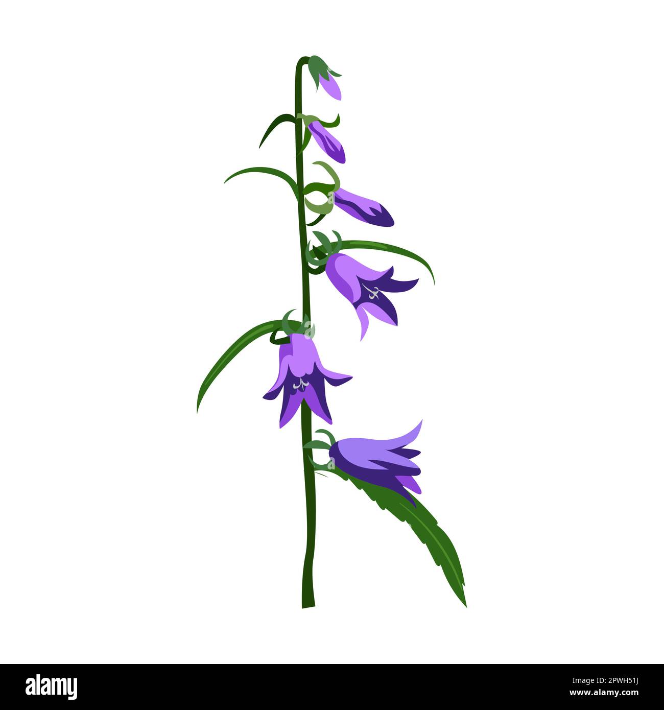 Illustrazione vettoriale campanello blu campo. Fiore prato, dente di leone giallo isolato su sfondo bianco Illustrazione Vettoriale