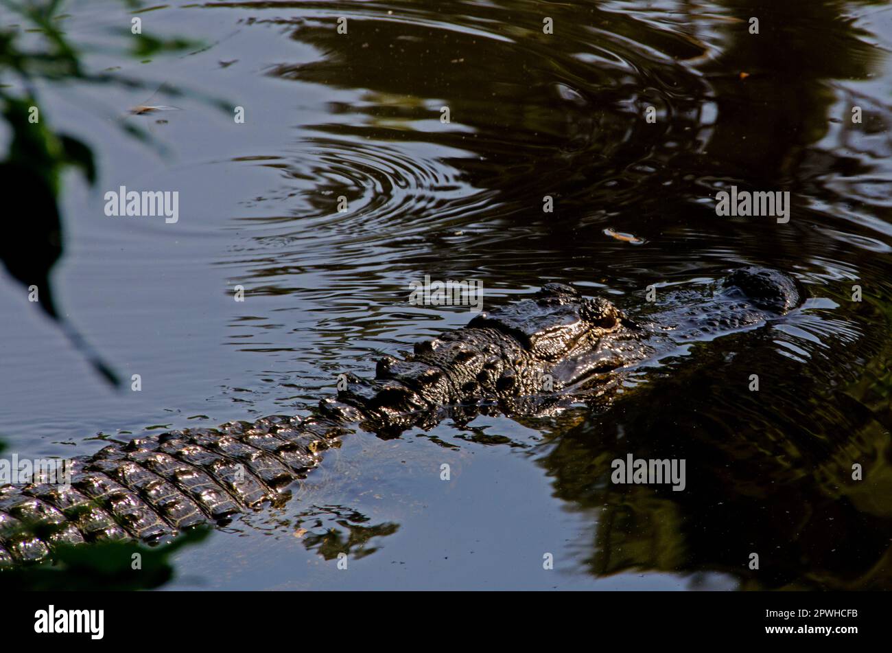 L'American Alligator fa una nuotata mattutina in una laguna di Hilton Head Island, South Carolina. Foto Stock