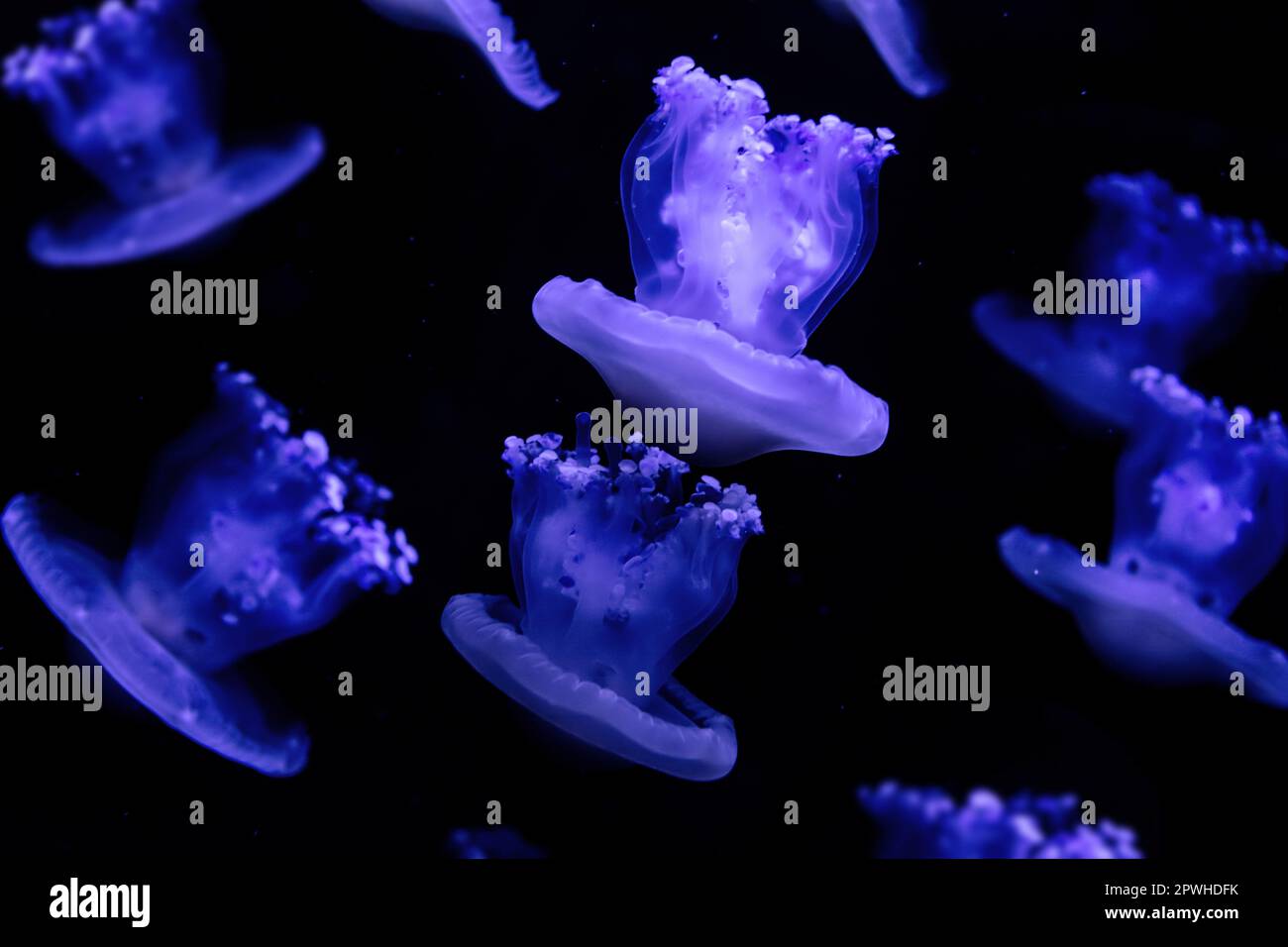 Meduse Cotylorhiza tubercolata isolata su sfondo nero. Foto Stock