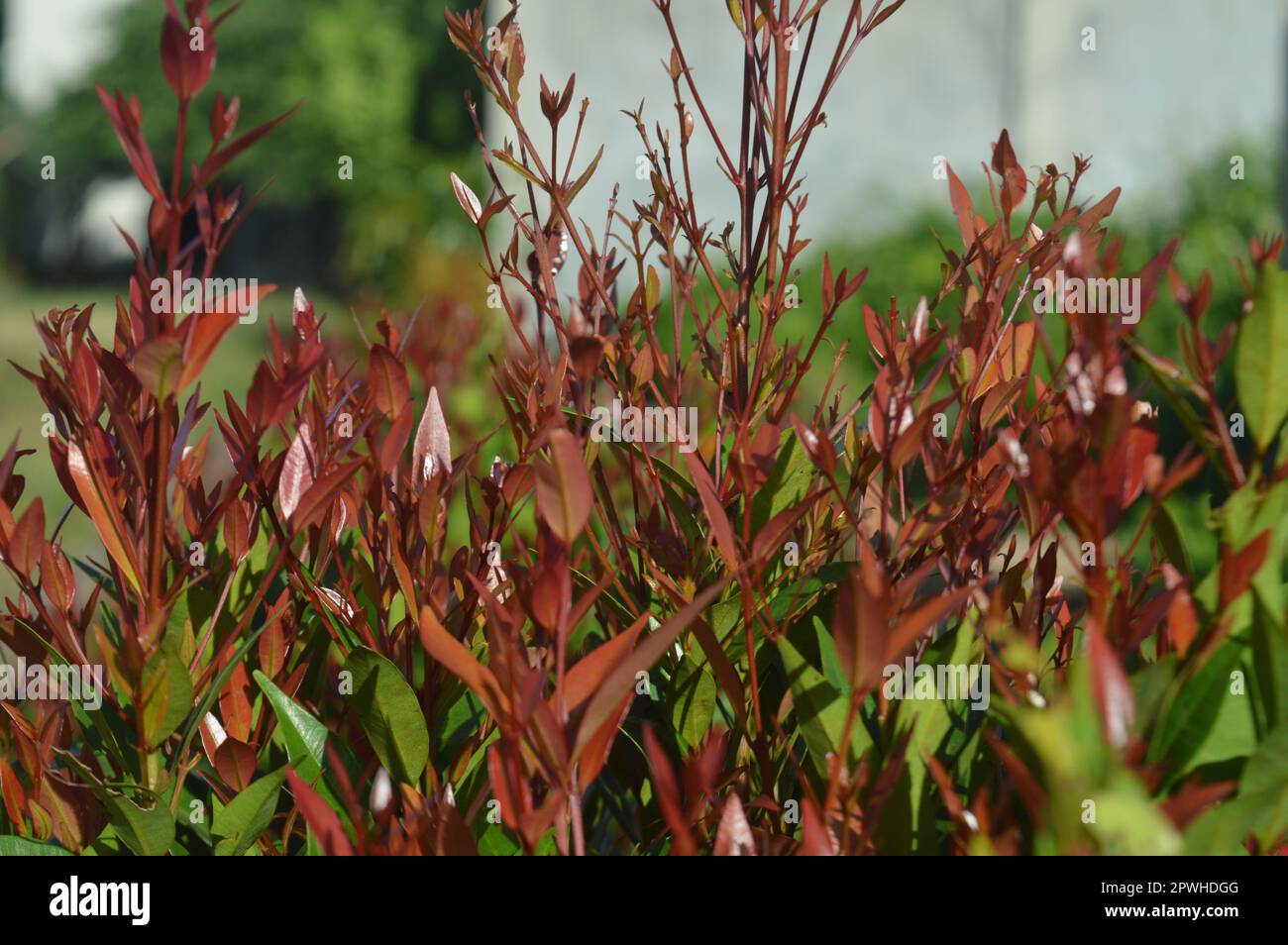 Fuoco selettivo, profondità di campo ristretta, pianta ornamentale con nome scientifico syzygium australe che cresce nei giardini, originaria dell'Australia orientale Foto Stock