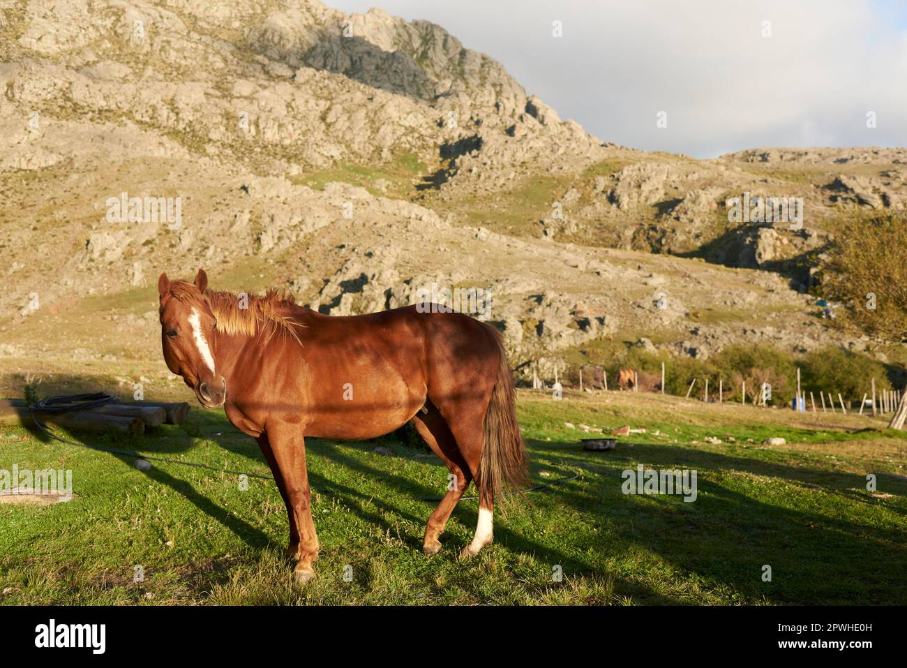 Cavallo in una zona rurale sotto la calda luce solare dell'alba, a Los Gigantes, Cordoba, Argentina. Foto Stock