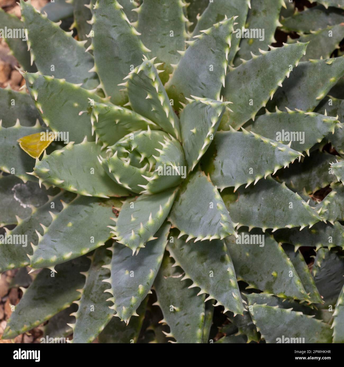 Aloe a foglia corta (aloe brevifolia) Foto Stock