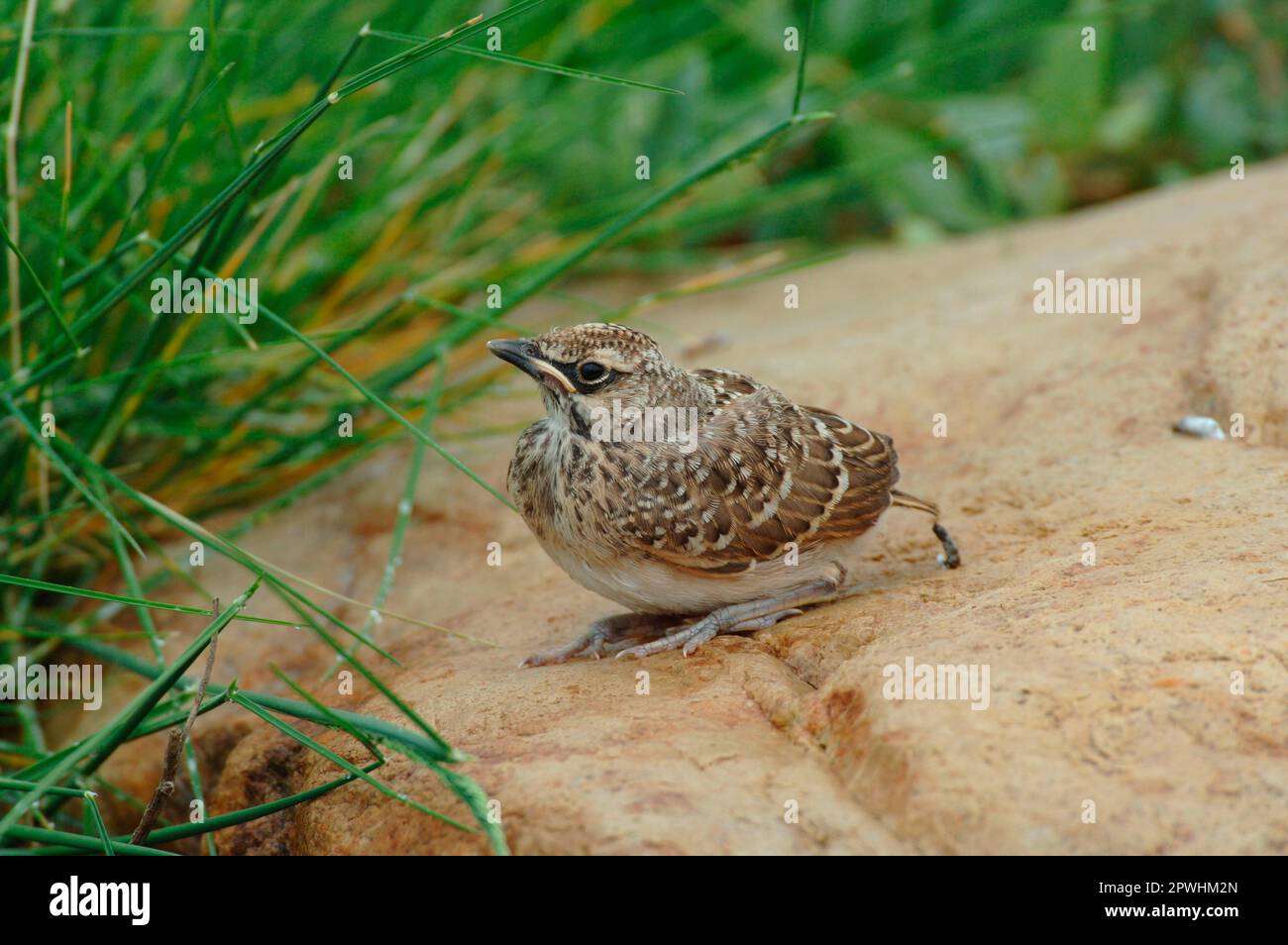 Lark crested (Galerida cristata) giovanili, recentemente volato, seduto sulla roccia, Lesvos, Grecia Foto Stock