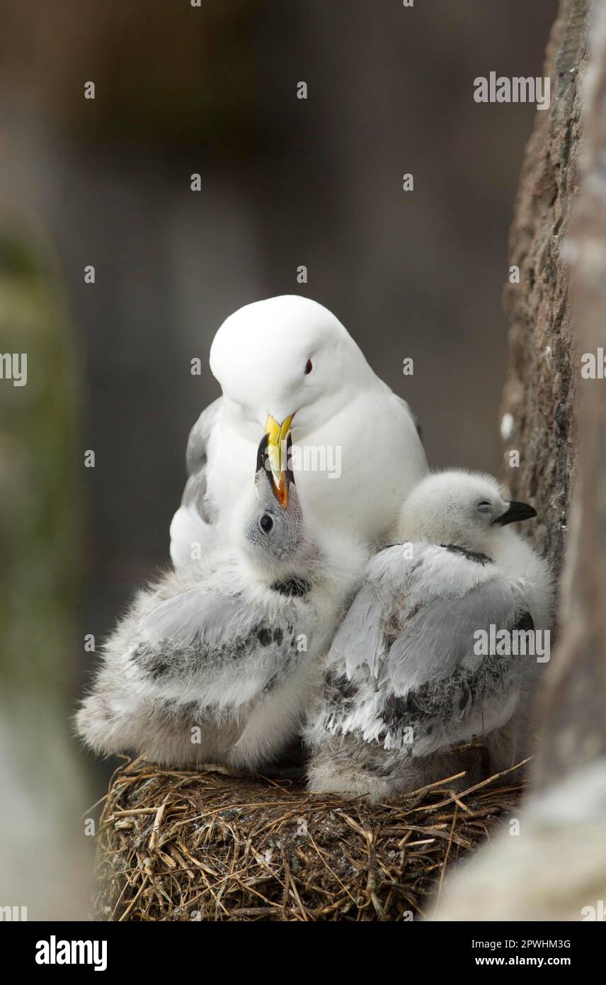 Kittiwake a zampe nere (Rissa tridactyla) adulto con pulcini, che chiede cibo a Nest, Isole Farne, Northumberland, Inghilterra, Regno Unito Foto Stock