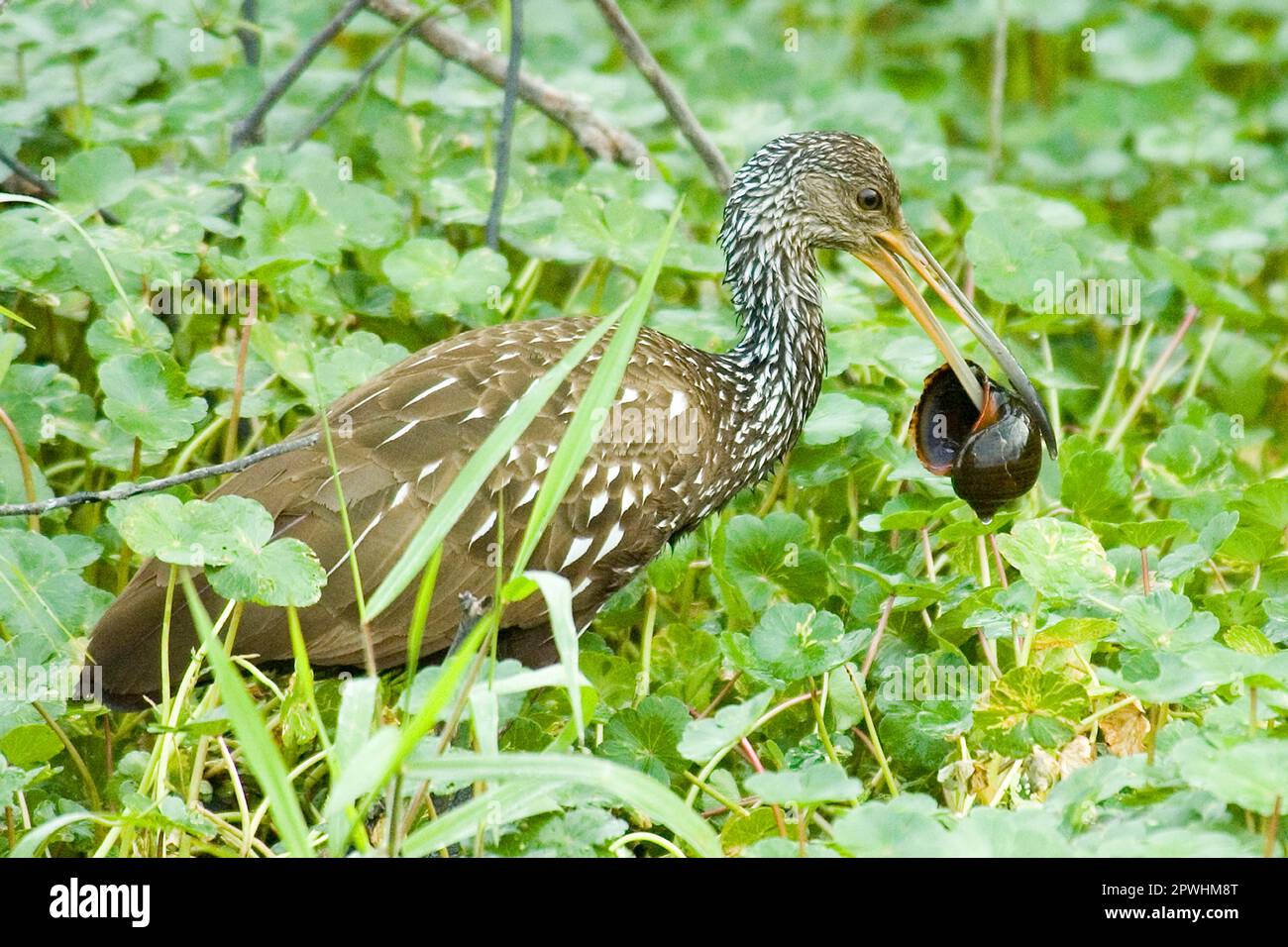 Limpkin, Gru Giganti, Limpkins, Gru Giganti, Gru, Uccelli, animali, Limpkin (Aeamus guarauna) Adult Feeding on lumail, Loxahatchee N. W. R. Foto Stock