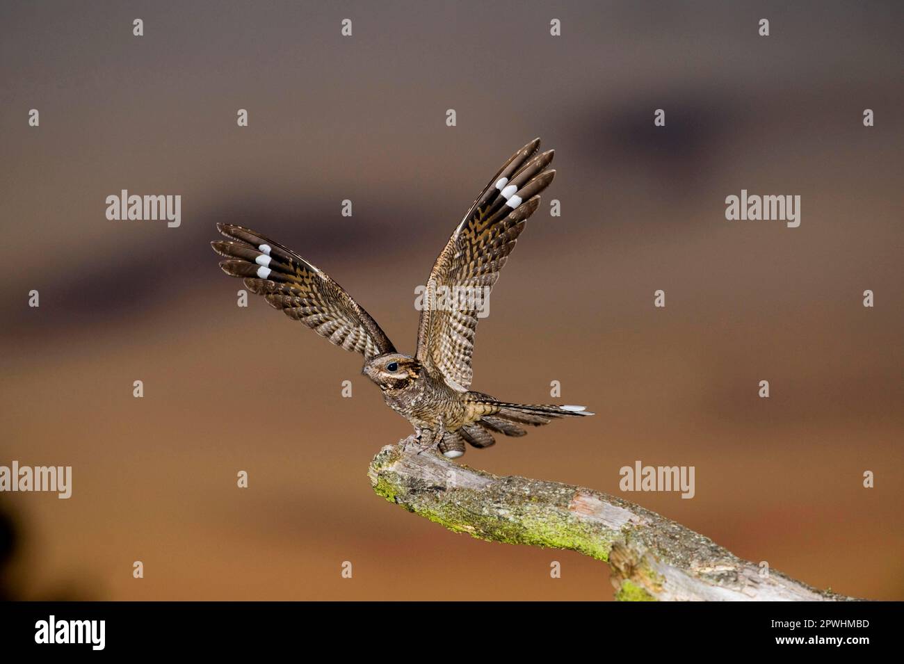 Nightjar europeo eurasiatico (Caprimulgus europaeus) maschio adulto, con le ali allungate, in piedi su un palo di canto in brughiera al crepuscolo, Nord Norfolk Foto Stock