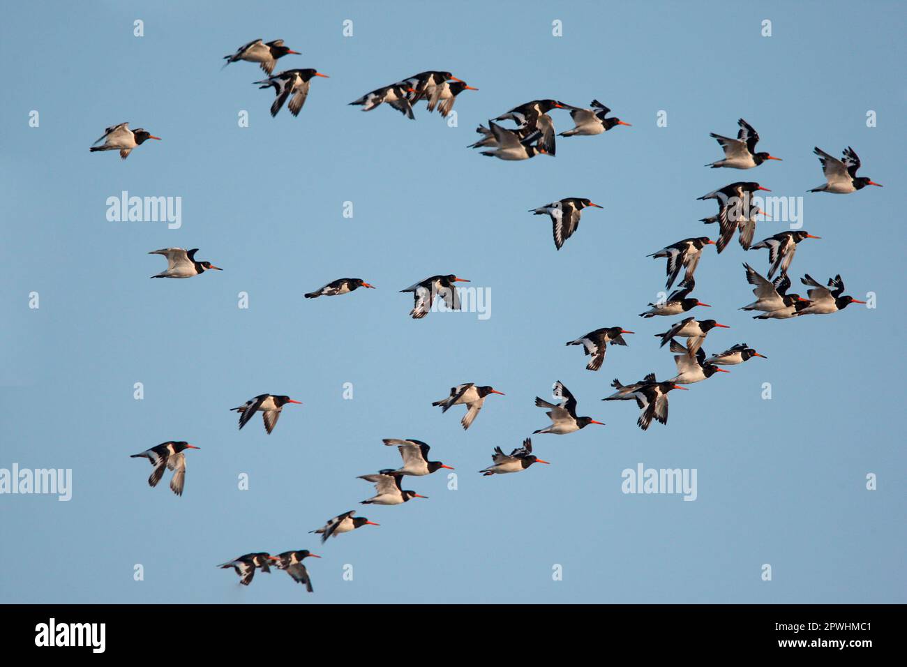 Eurasian Oystercatcher (Haematopus ostralegus) floccano, in volo, Norfolk, Inghilterra, Regno Unito Foto Stock