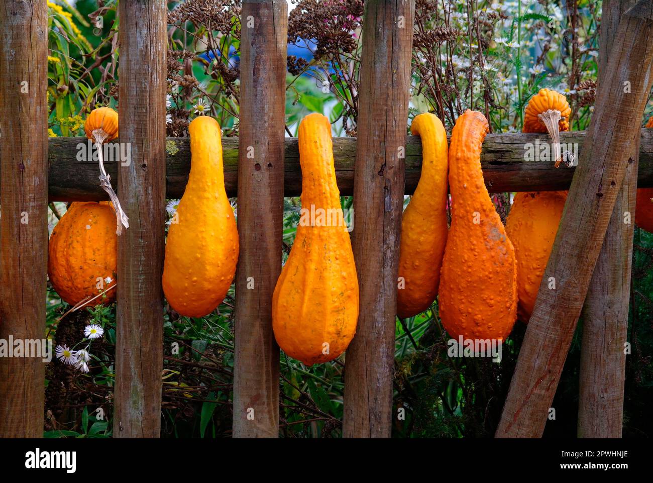 Zucche sul recinto del giardino Foto Stock