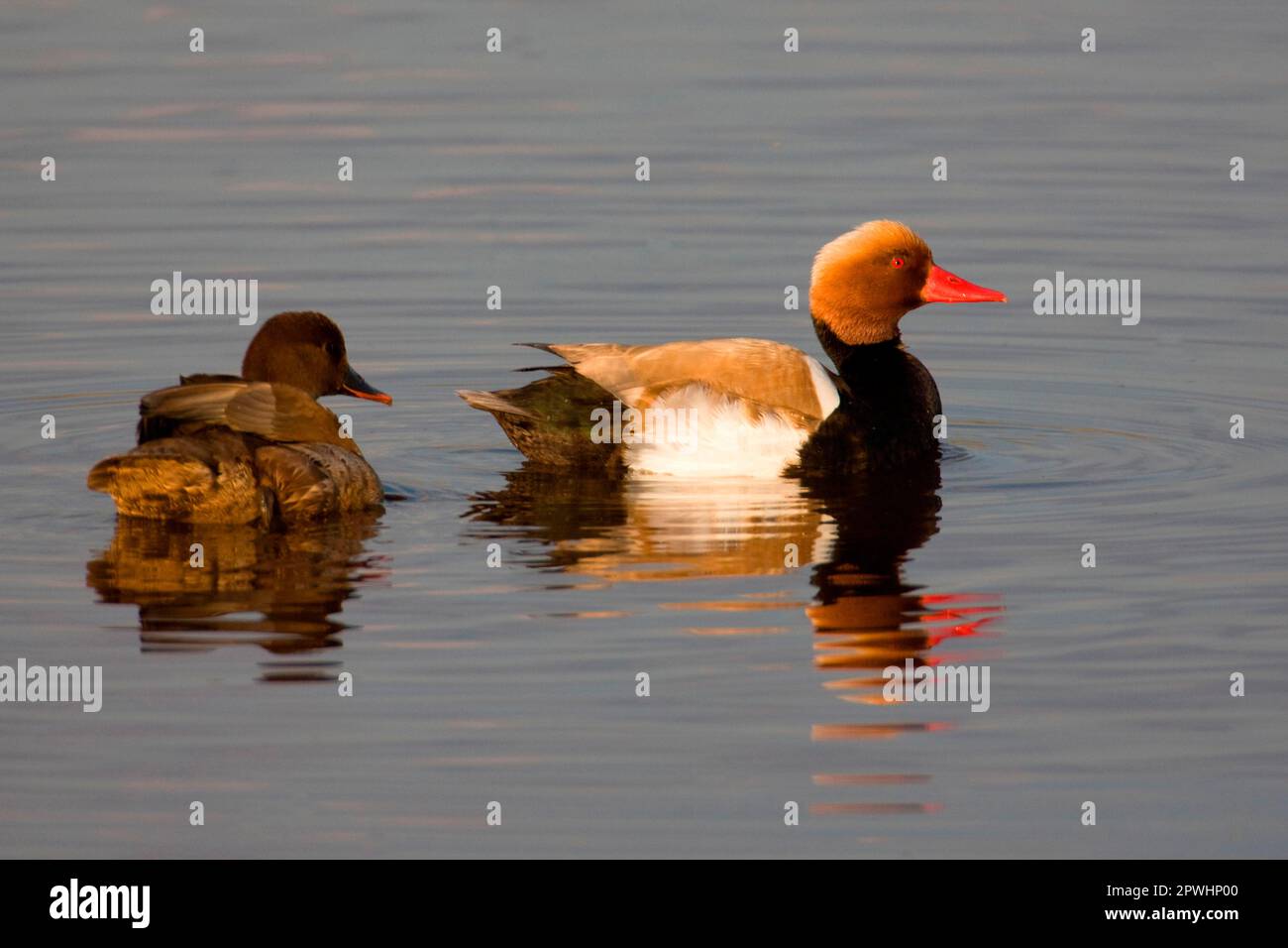 Anatre Plover, coppia Foto Stock