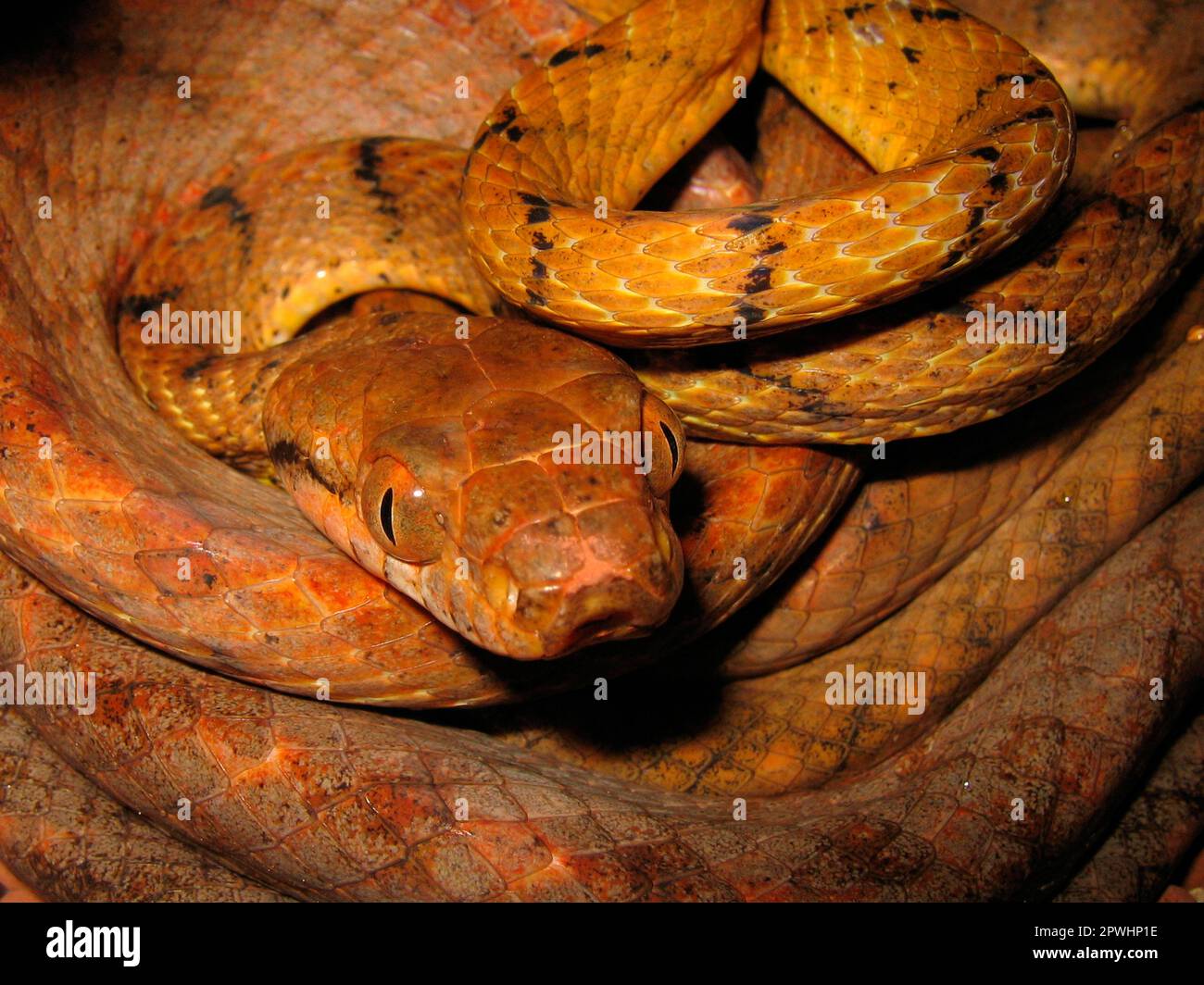 Dente di cane Tartufo Snake Foto Stock