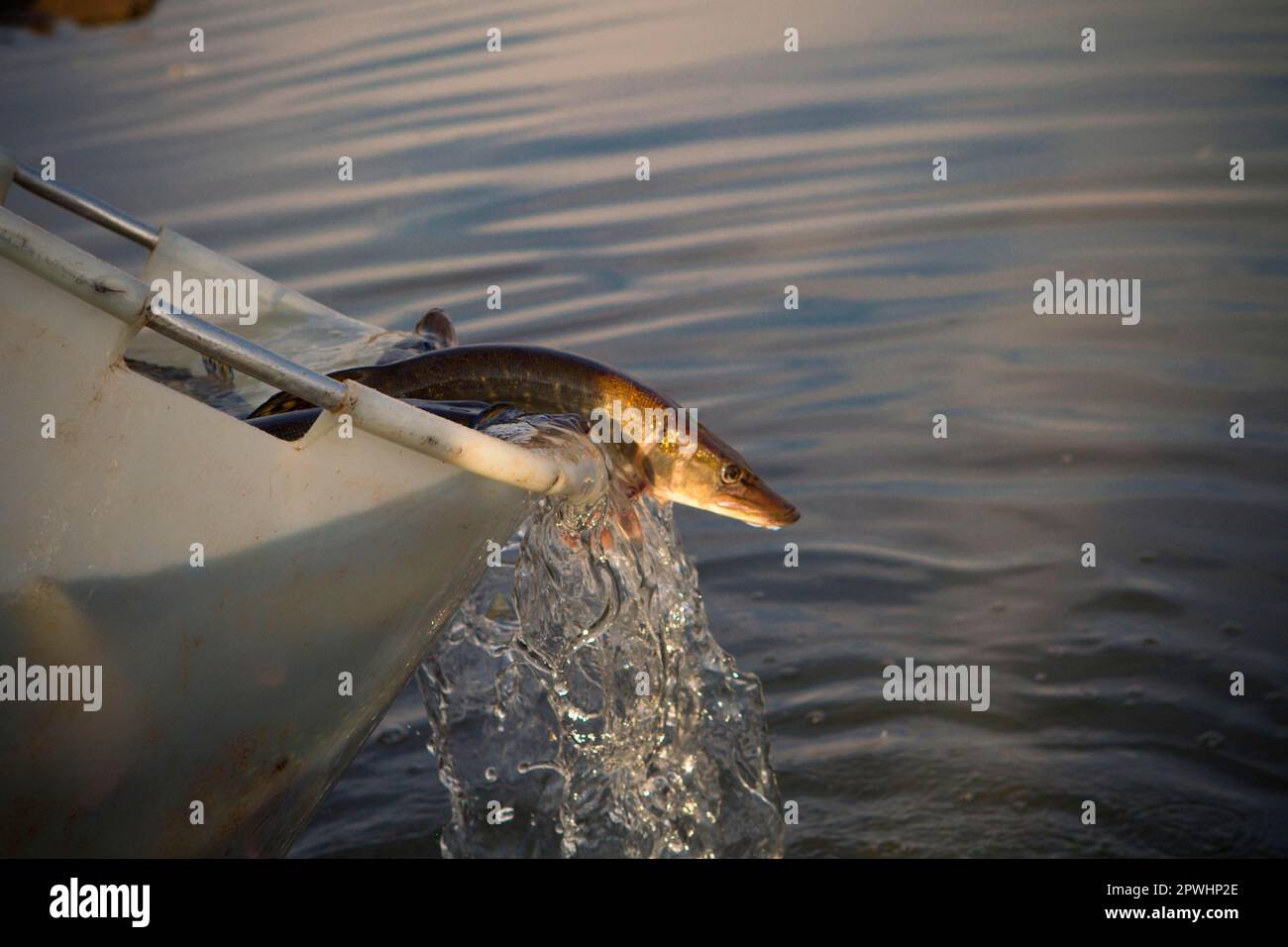 Pike, pesci giovani sono rilasciati Foto Stock