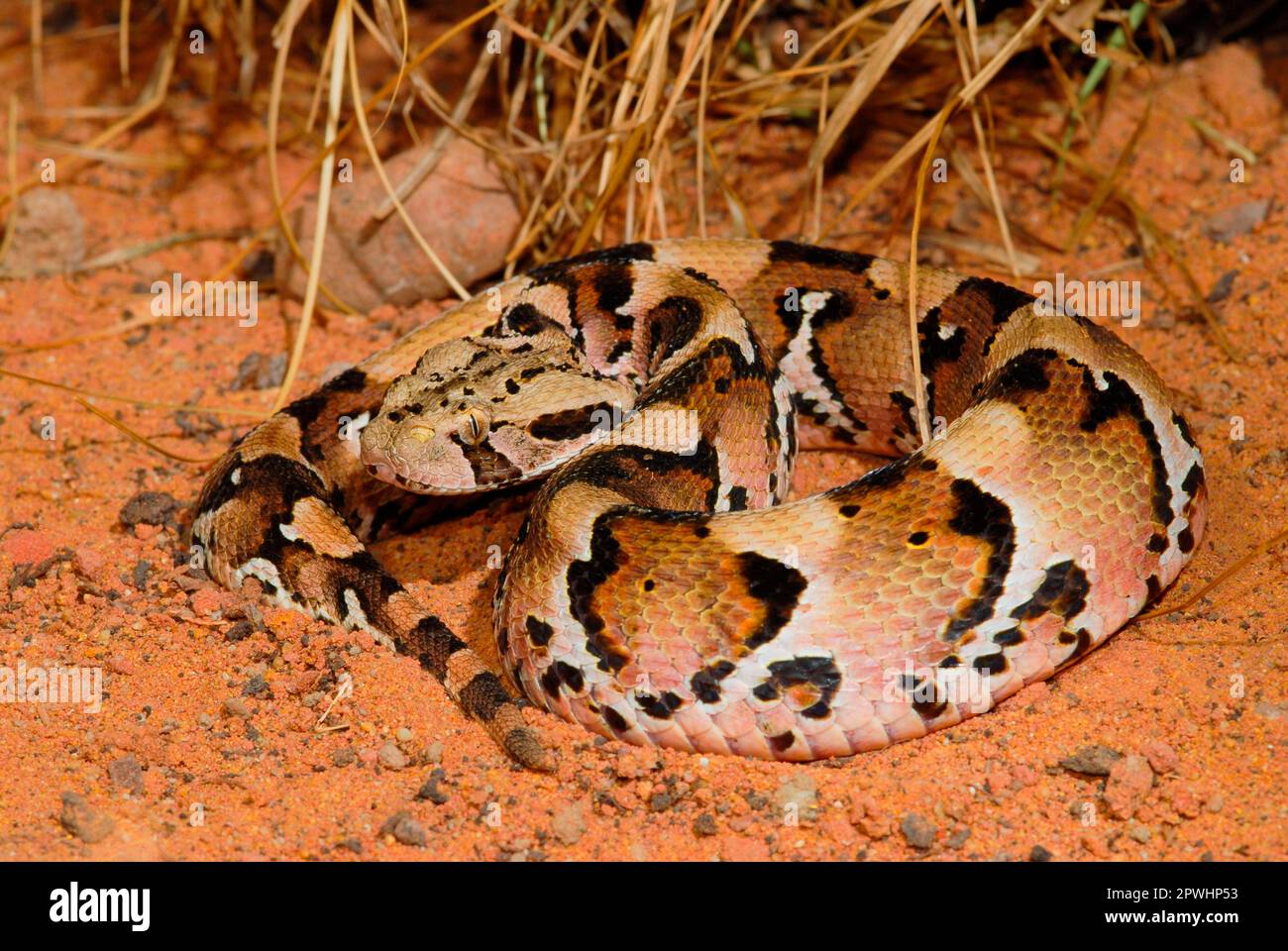 Puff adder-Gaboon viper-Hybid Foto Stock