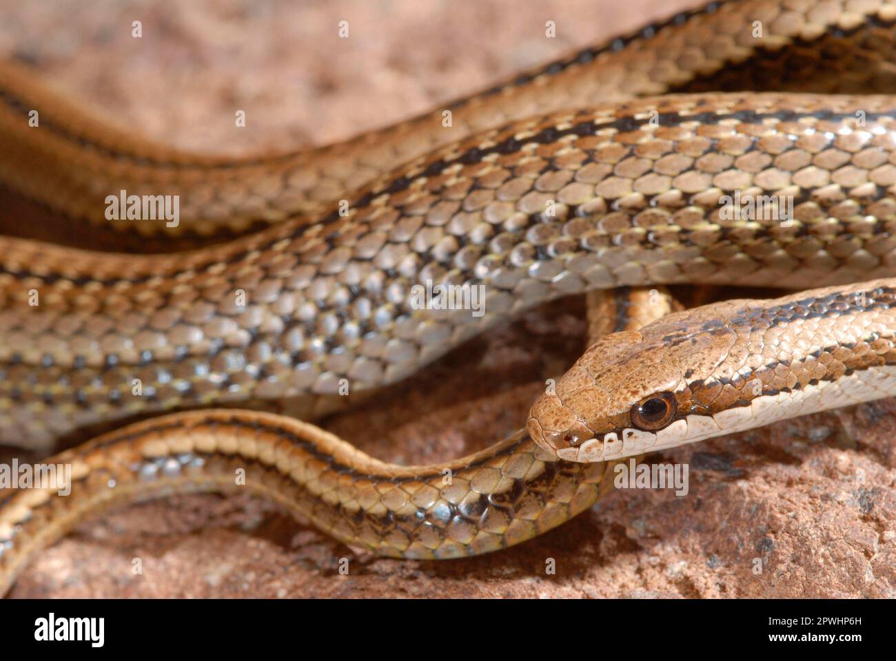 Il serpente del cespuglio di Schmidt Foto Stock