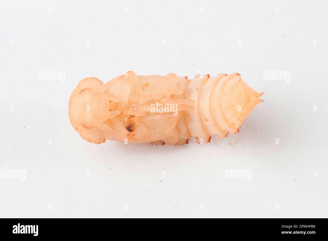 Pupa Mealybug Foto Stock