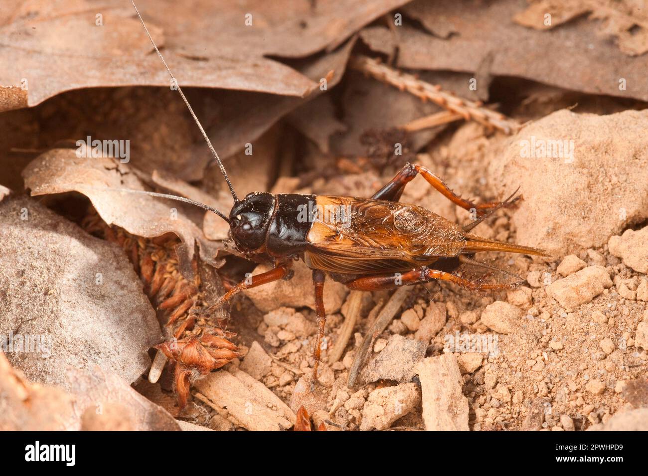 Cricket a due macchie Foto Stock