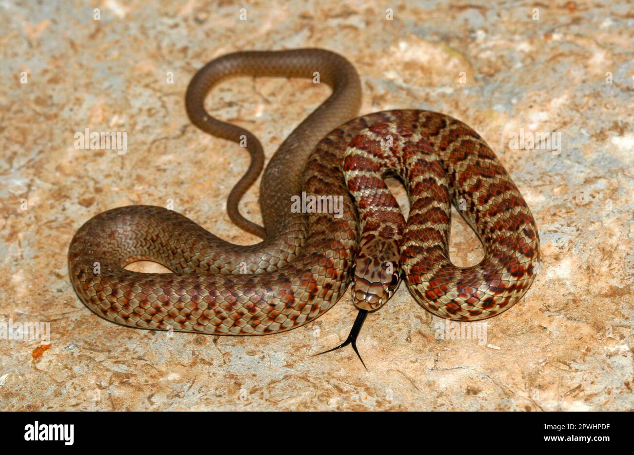 Serpente arrabbiato americano Foto Stock