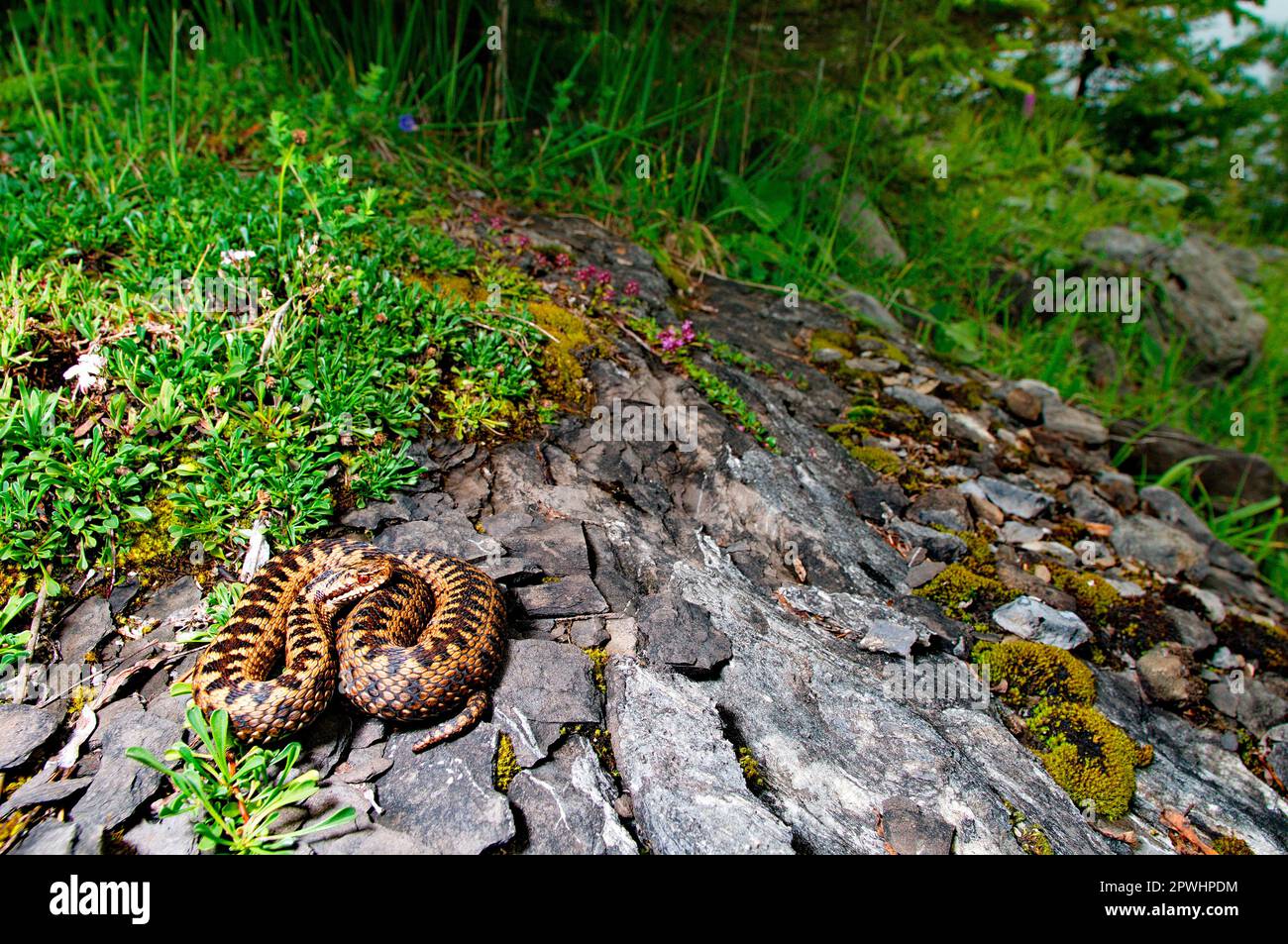 Sommatore in habitat alpino Foto Stock