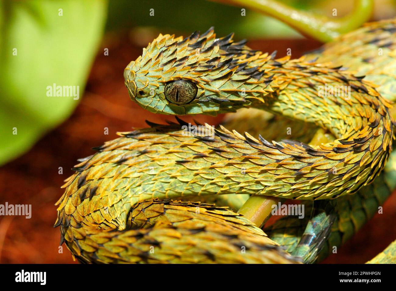 Vipera a cespuglio in scala di corsa Foto Stock