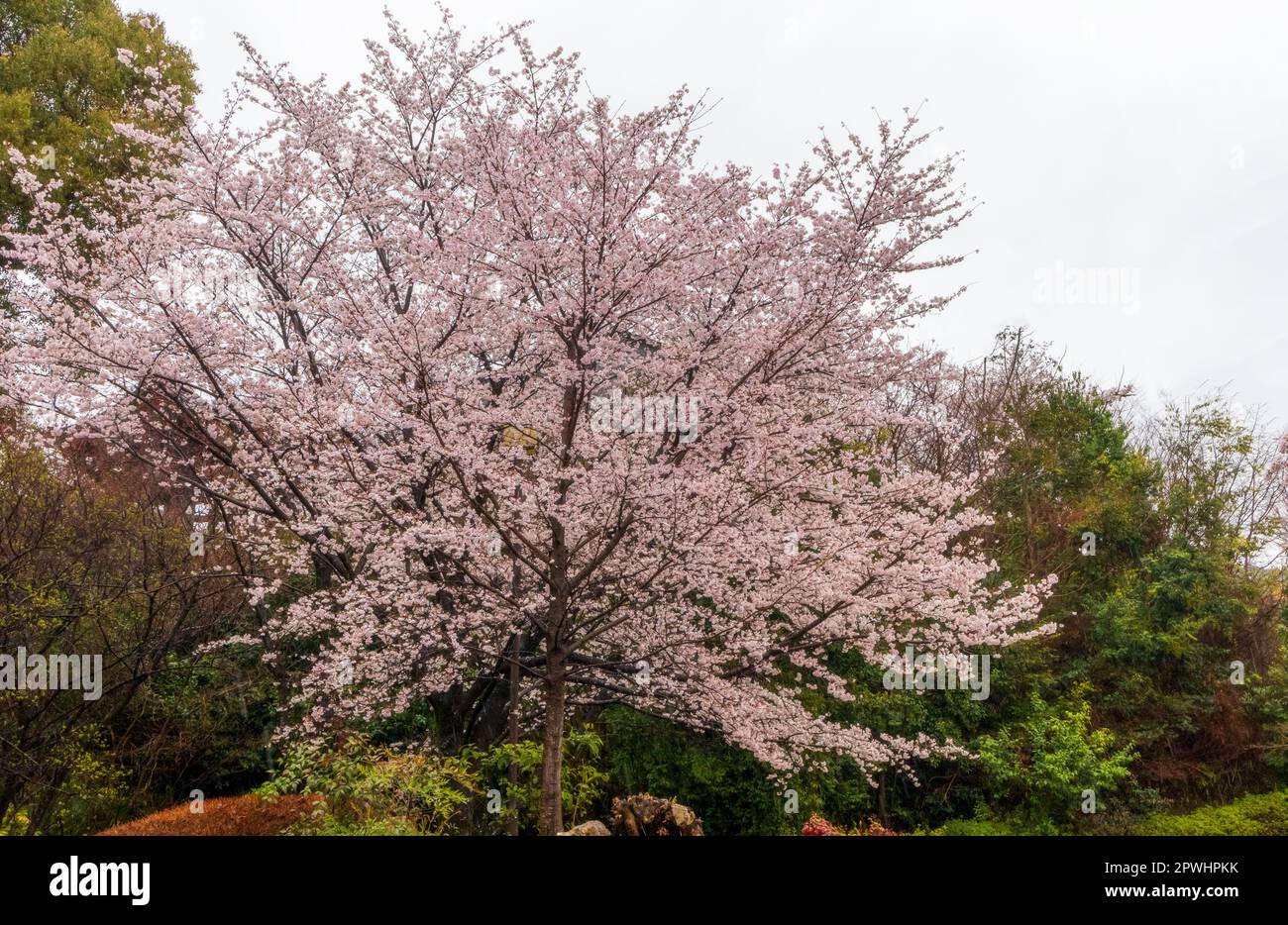 Bella Sakura nella città vecchia del quartiere di Higashiyama, Kyoto City, Giappone Foto Stock