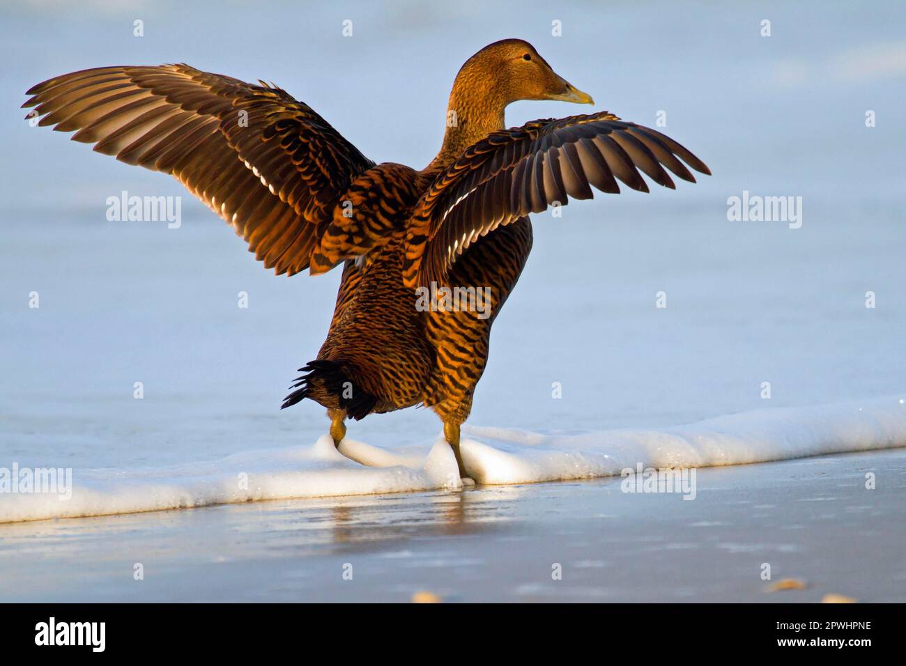 Eider duck Foto Stock