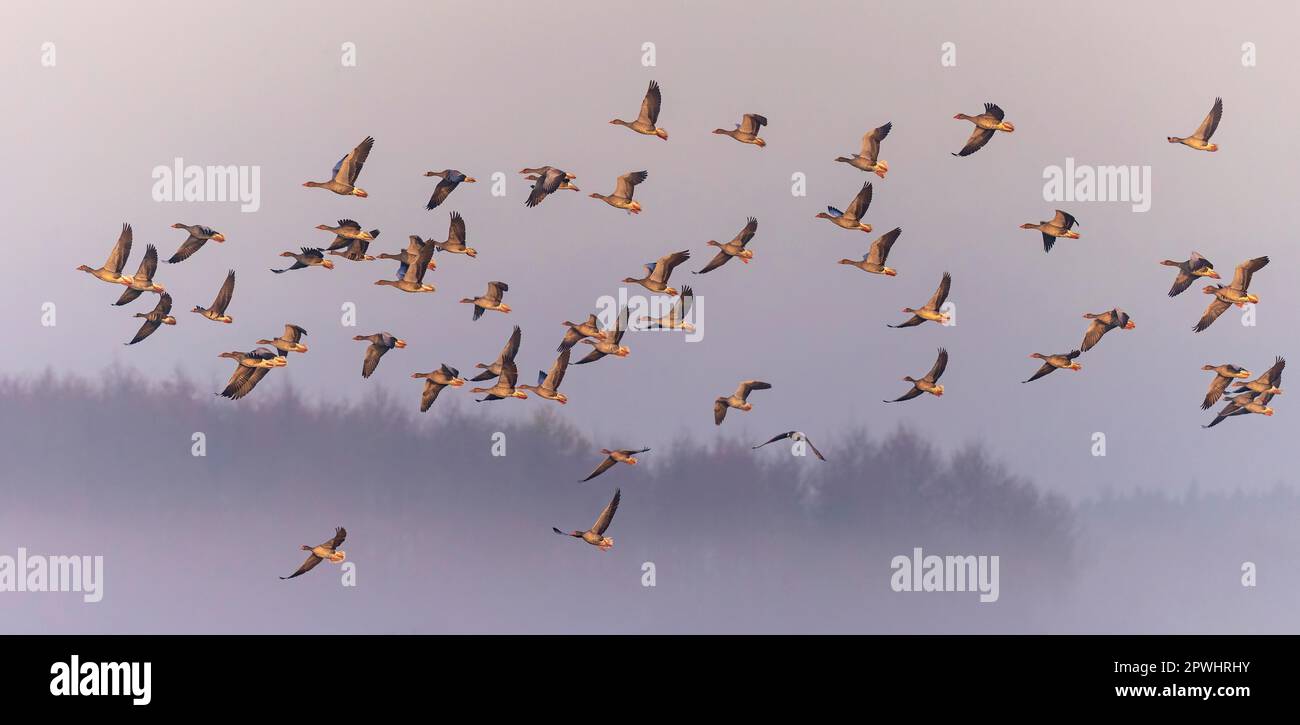 Greylag Goose (Anser anser) partenza in nebbia, visitatore d'inverno, uccello migratorio, gregge di oche, uccello riposante, paesaggio del lago, tergivetro, silhouette Foto Stock