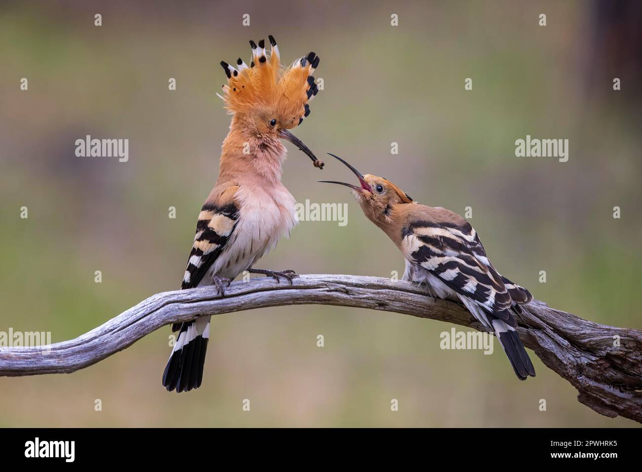 Hoopoe (Upupa epops) maschio e femmina, coppia, formazione coppia, corteggiamento, regalo nuziale, Regalo di nozze, Bird of the Year 2022, Central Elbe Biosphere Foto Stock