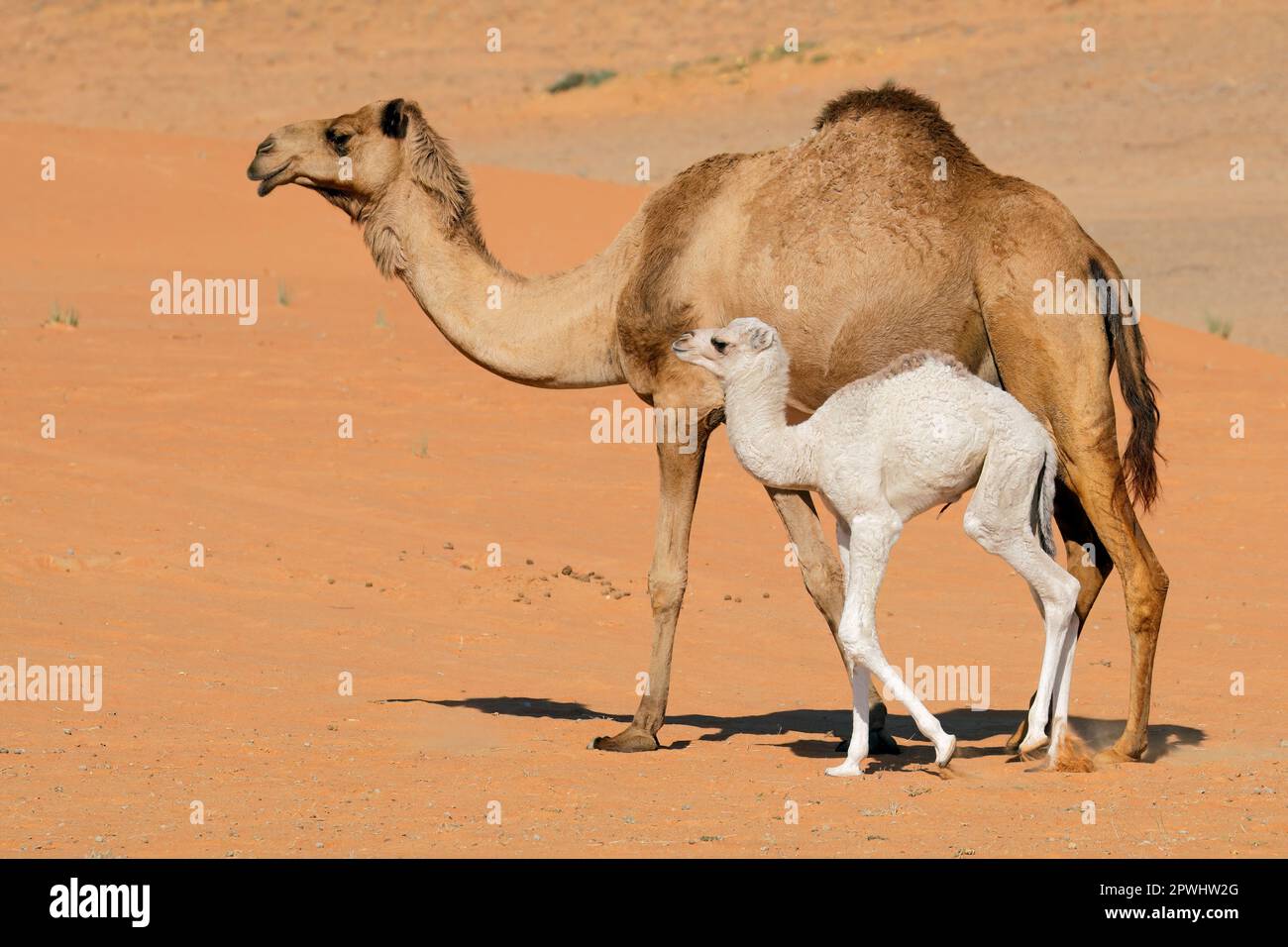 Un cammello con una giovane calve su una duna di sabbia del deserto, Penisola Araba Foto Stock