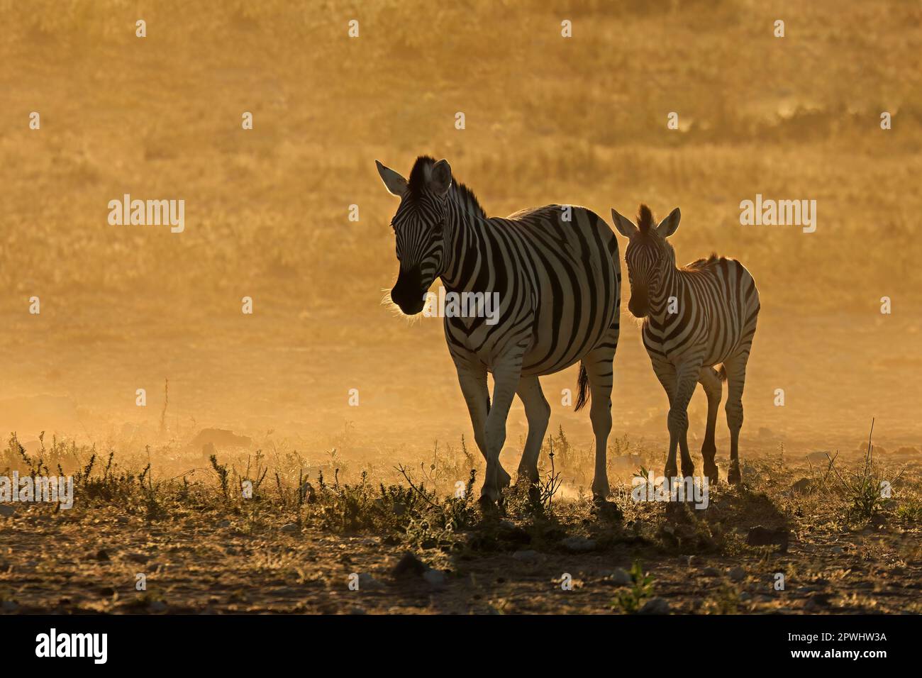 Zebre pianeggianti (Equus burchelli) in polvere all'alba, Parco Nazionale Etosha, Namibia Foto Stock