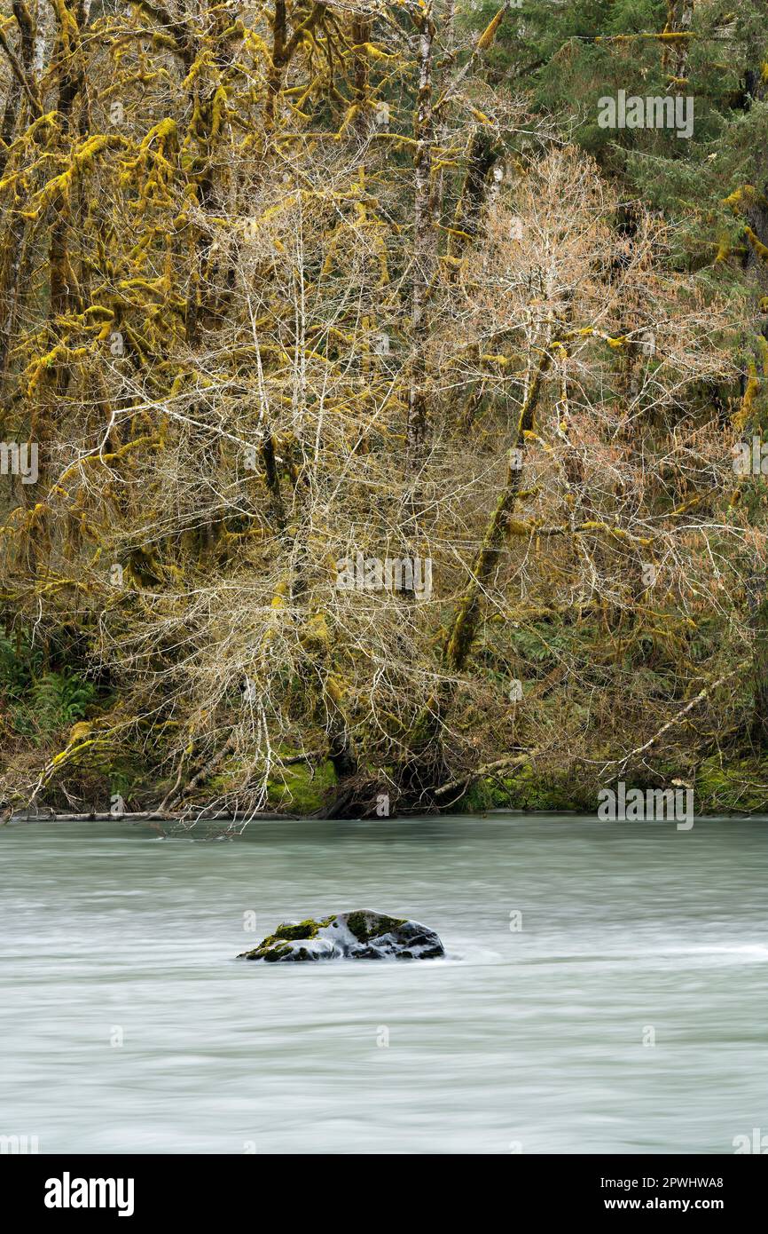 Vecchia foresta che sovrasta il fiume Queets, l'Olympic National Park, Washington, USA Foto Stock