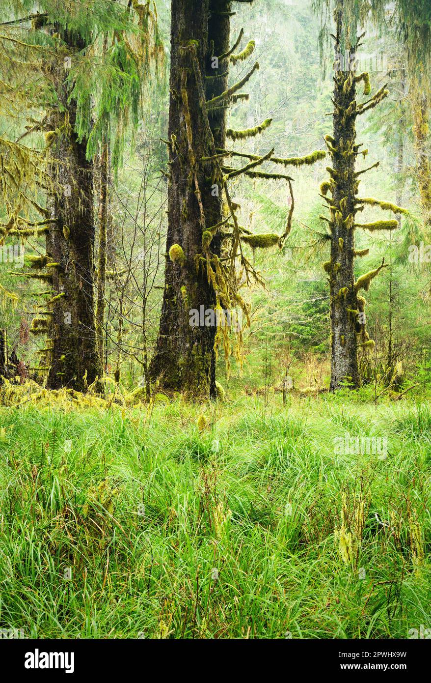 Parco erboso aperto e abete rosso sitka nella foresta pluviale di Queets, Parco Nazionale Olimpico, Washington, USA Foto Stock