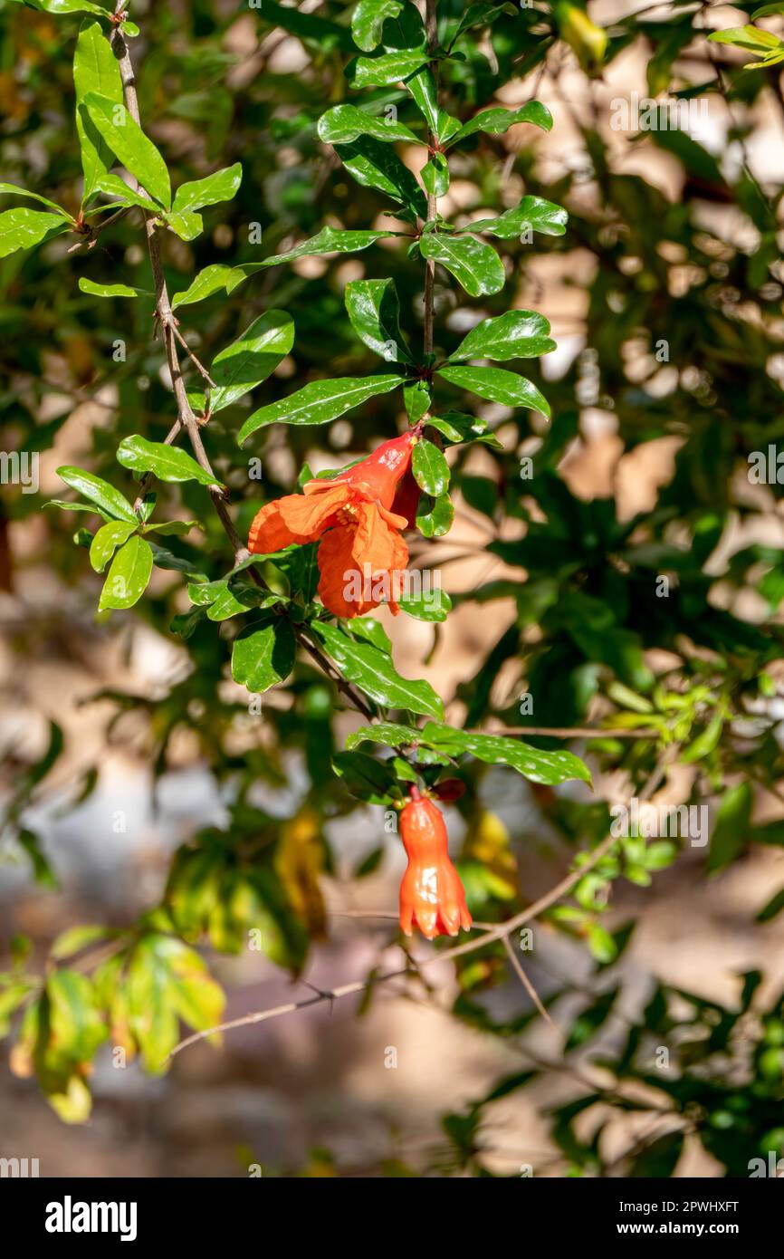 Fiori rossi e gemme di un albero di melograno fiorito si chiudono tra il verde fogliame su uno sfondo sfocato Foto Stock
