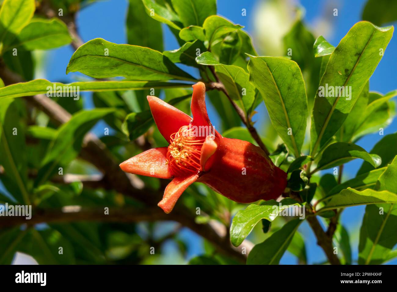 Fiori rossi e gemme di un albero di melograno fiorito si chiudono tra il verde fogliame su uno sfondo sfocato Foto Stock