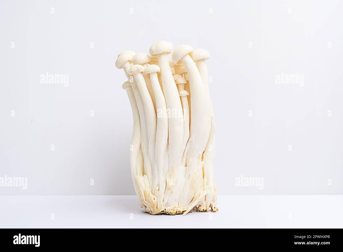 Funghi bianchi di faggio su bianco. Foto Stock