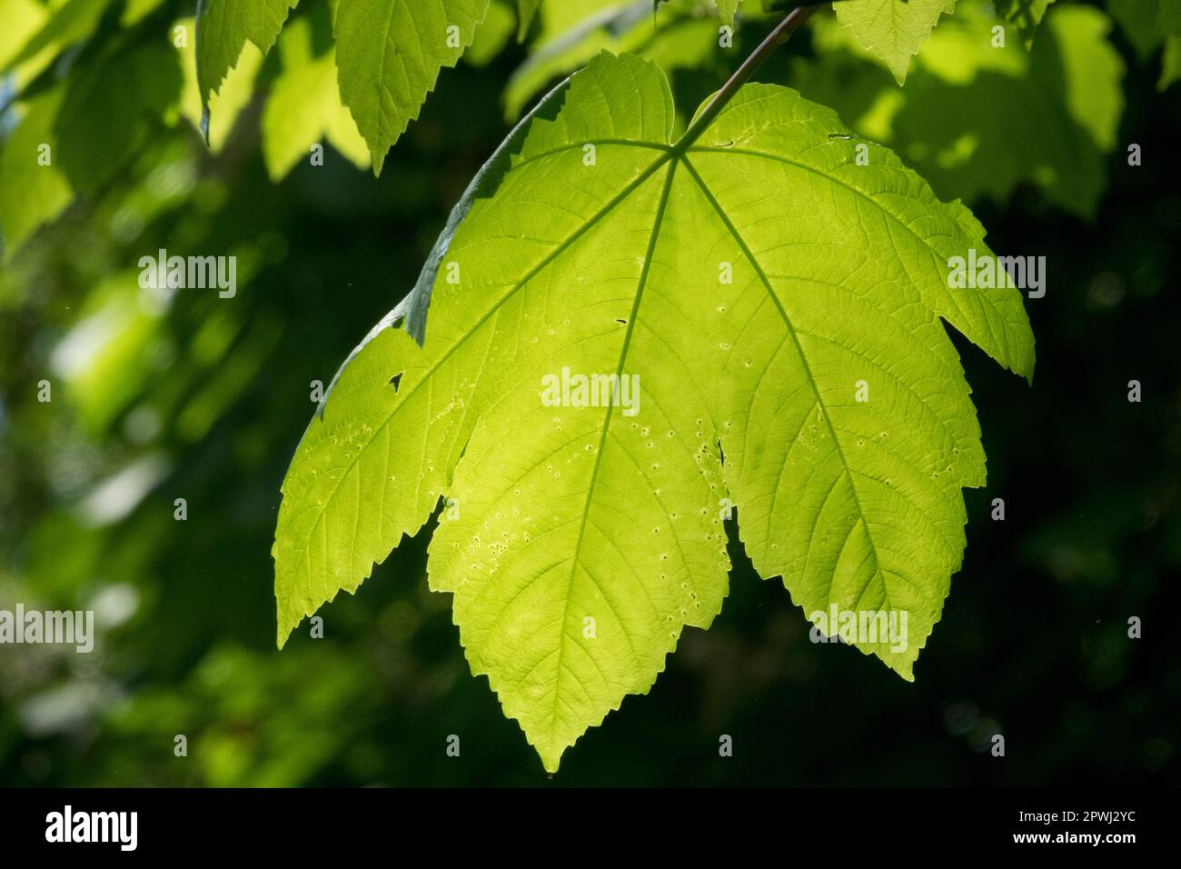 Sycamore acero, foglia, Acer pseudoplatanus, Primavera, Verde, Sfondo illuminato dal sole Foto Stock