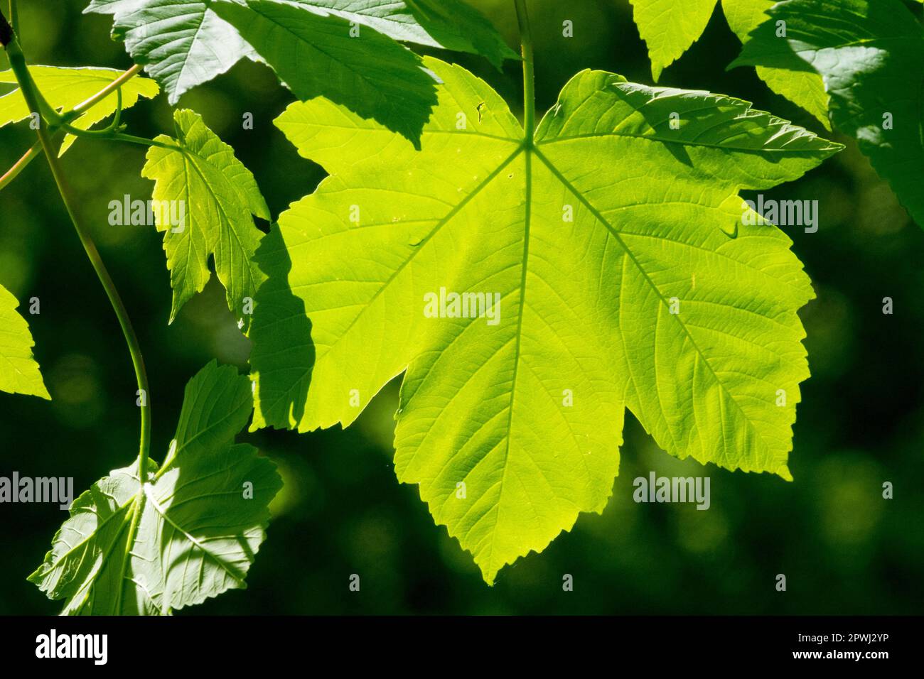 Acer pseudoplatanus foglia illuminata dal sole Foto Stock