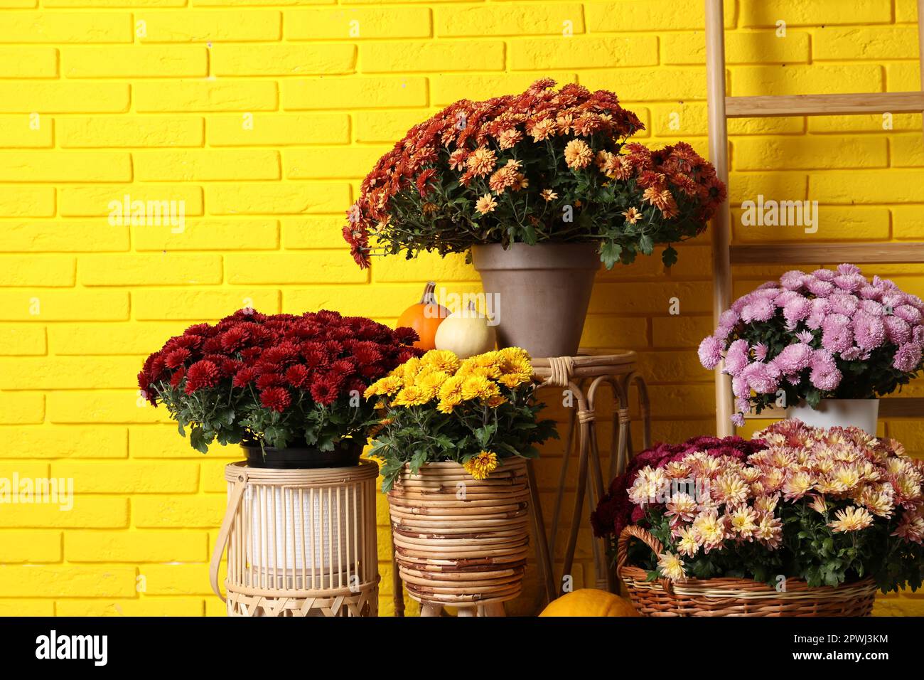 Bellissimi fiori di crisantemo fresco in vaso e zucche vicino al muro di mattoni gialli Foto Stock