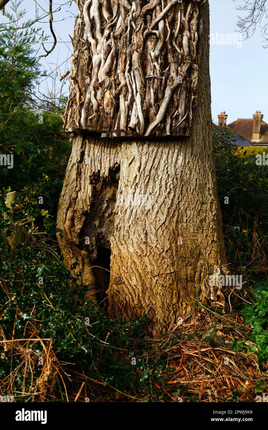 Edera morta sul tronco di quercia dopo che è stato tagliato, parte di un progetto di gestione del bosco, Southborough Common, Kent. Foto Stock