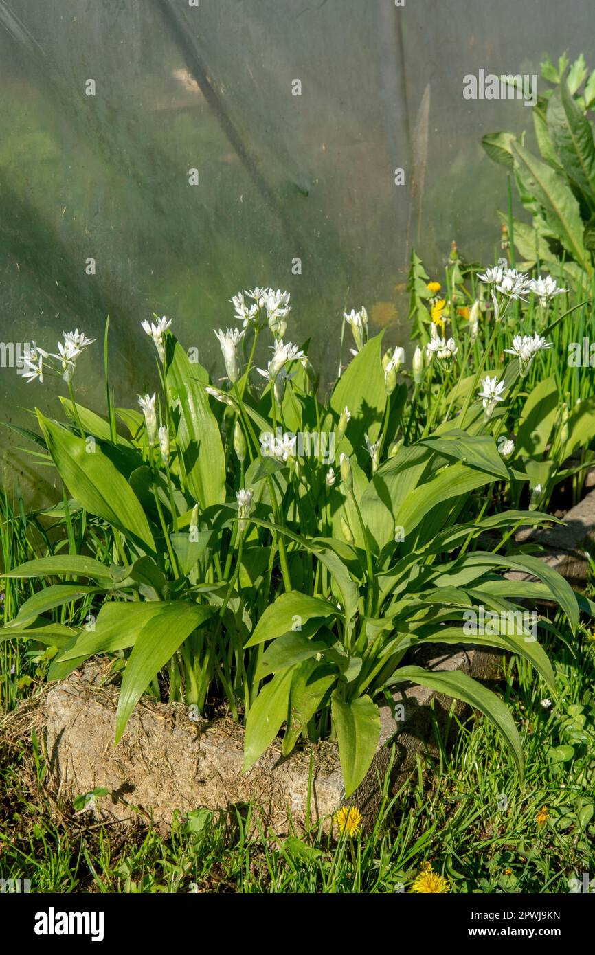 Aglio selvatico in fiore (Allium ursinum) in giardino. La pianta è anche conosciuta come ramsons, fibbramoni, aglio a foglia larga, aglio di legno, porro di orso o essere Foto Stock