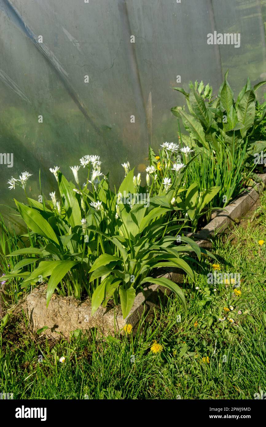 Aglio selvatico in fiore (Allium ursinum) in giardino. La pianta è anche conosciuta come ramsons, fibbramoni, aglio a foglia larga, aglio di legno, porro di orso o essere Foto Stock