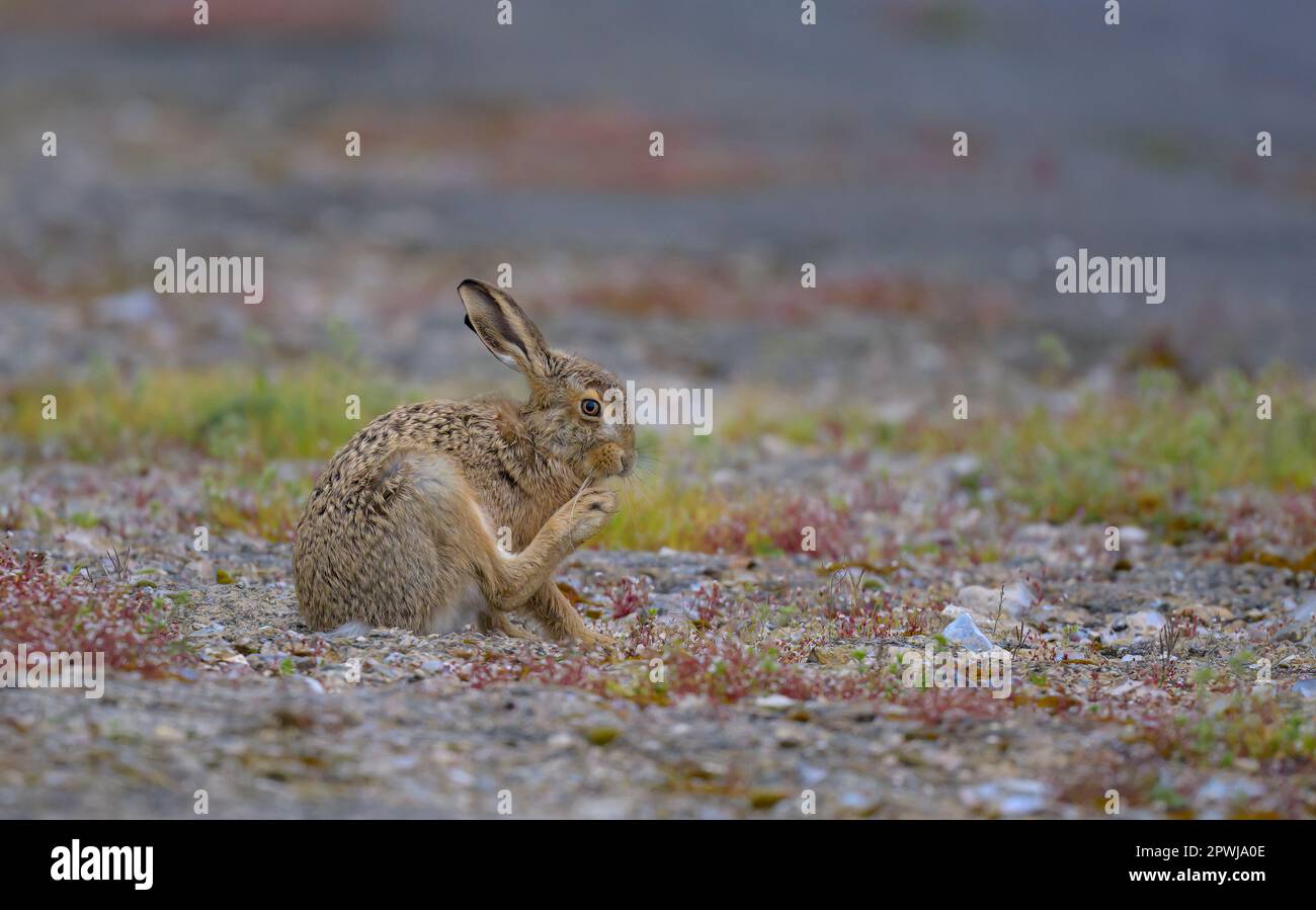 Brown Hare Lepus europaeus sedeva tra la vegetazione e il cemento che puliva i piedi nel Nord Norfolk, Regno Unito Foto Stock