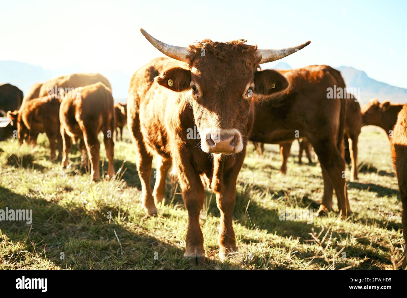 Sostenibilità, mucca e fattoria da mandria camminando su prato, calma e relax per carne, latte e prodotti biologici. Bestiame bovino fattoria, animale e bestiame su un Foto Stock