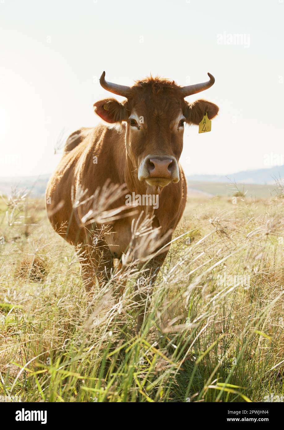 Agricoltura, fattoria e ritratto di una mucca in campagna per l'agricoltura, la produzione di latte e latticini, calma e contenuto. Agricoltura sostenibile, bovini e anime Foto Stock