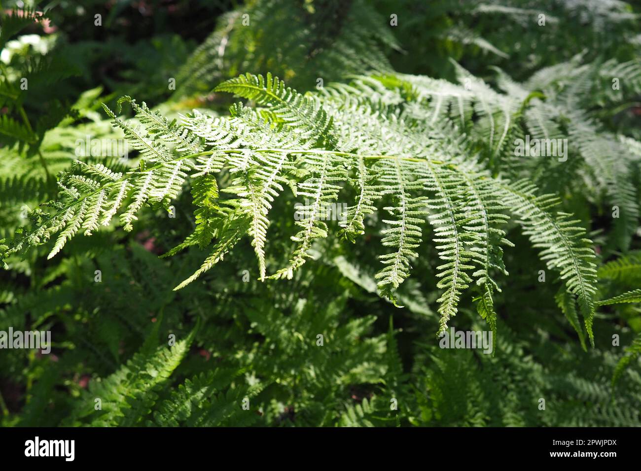 Fern pianta nella foresta. Belle e graziose foglie verdi. Polipodifitta, piante vascolari, felci moderne e piante antiche superiori. Fern Polipodiofita Foto Stock