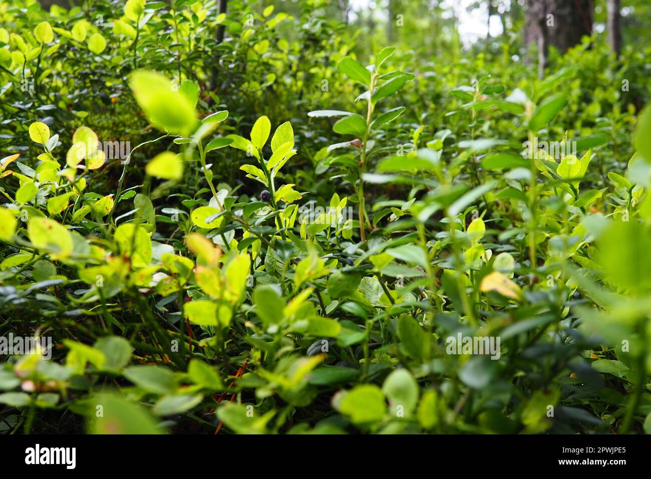 Mirtillo, o mirto di mirtillo Vaccinium myrtillus, un arbusto a bassa crescita, una specie del genere Vaccinium della famiglia Heatheraceae. Foresta blu selvaggio Foto Stock