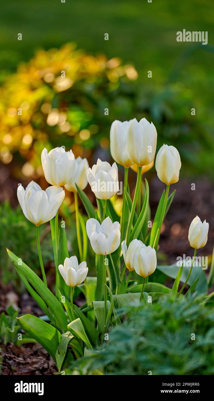 Giardino bianco o Didiers tulipano fiore pianta fiorire in un giardino e campo forestale o natura botanica in primavera. Primo piano su Tulipa gesneriana crescere io Foto Stock